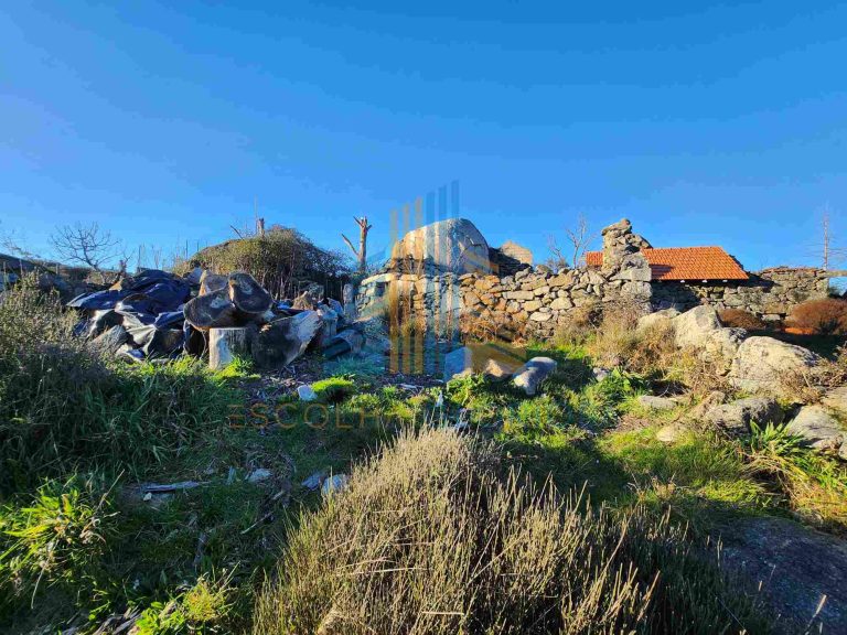 Joana Martins, Viseu